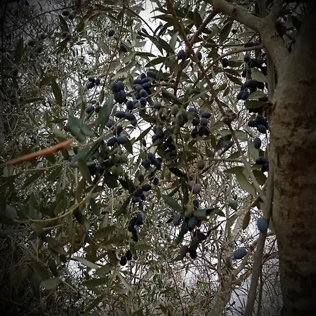 La Petraia * Magliano