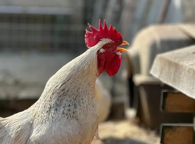 Prázdninový dům La Petraia Magliano