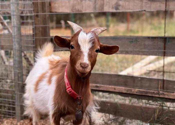 La Petraia * Magliano