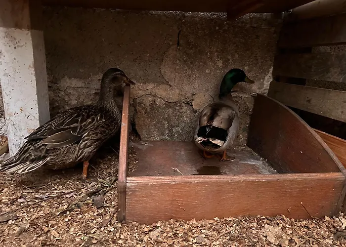 Prázdninový dům La Petraia Magliano