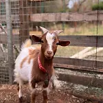 La Petraia * Magliano