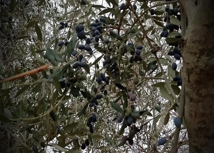 La Petraia * Magliano